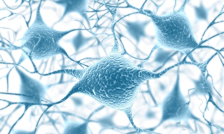 Brain damage could be repaired by creating new nerve cells