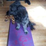 This dog has a guaranteed basic income, and look how eager he is to teach a yoga class anyway