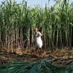 Economic Survey Bats for Replacing Subsidies with Direct Income Support in the Farm Sector