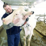 Yes, These Cows Actually Milk Themselves