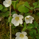 Nature Identification Thread #10- Now Paying out Steem Basic Income Memberships to Participants!