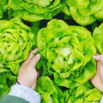 'Fully Automated Luxury Communism' Author Has a Big Problem With Lettuce