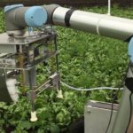 Why robots will soon be picking soft fruits and salad
