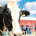 Farms around America’s Dairyland are drying up