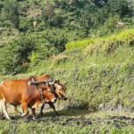 Absent Nepali agriculture jobs