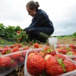 Joanna Blythman: If you are struggling to find homegrown berries, why not pick your own?