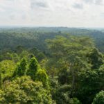 Fighting Poverty Can Also Fight Deforestation, New Study Finds
