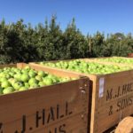 'Clive' the fruit-picking robot gets to work in Goulburn Valley to cover seasonal worker gap