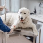 Korea moving to introduce state-run health insurance for pets