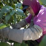 $1,000 a Month for Farmworkers? Proposed Payments Aim to Help Amid Drought