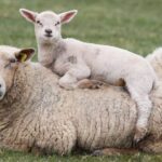 SIS balancing payments to be paid to sheep farmers next week