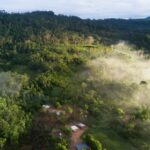 Could a £2-a-day basic income be the key to protecting rainforests?