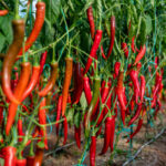 CPEC initiative boosts income for chilli farmers in Punjab