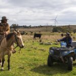 ‘It’s beneficial for the sheep’: The surprising ‘win-win’ for solar panels on farms