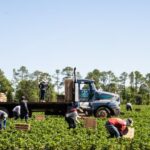 Can automation alleviate labour shortages on US farms?