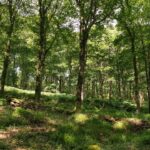 Native Tree Scheme makes it easier to plant trees